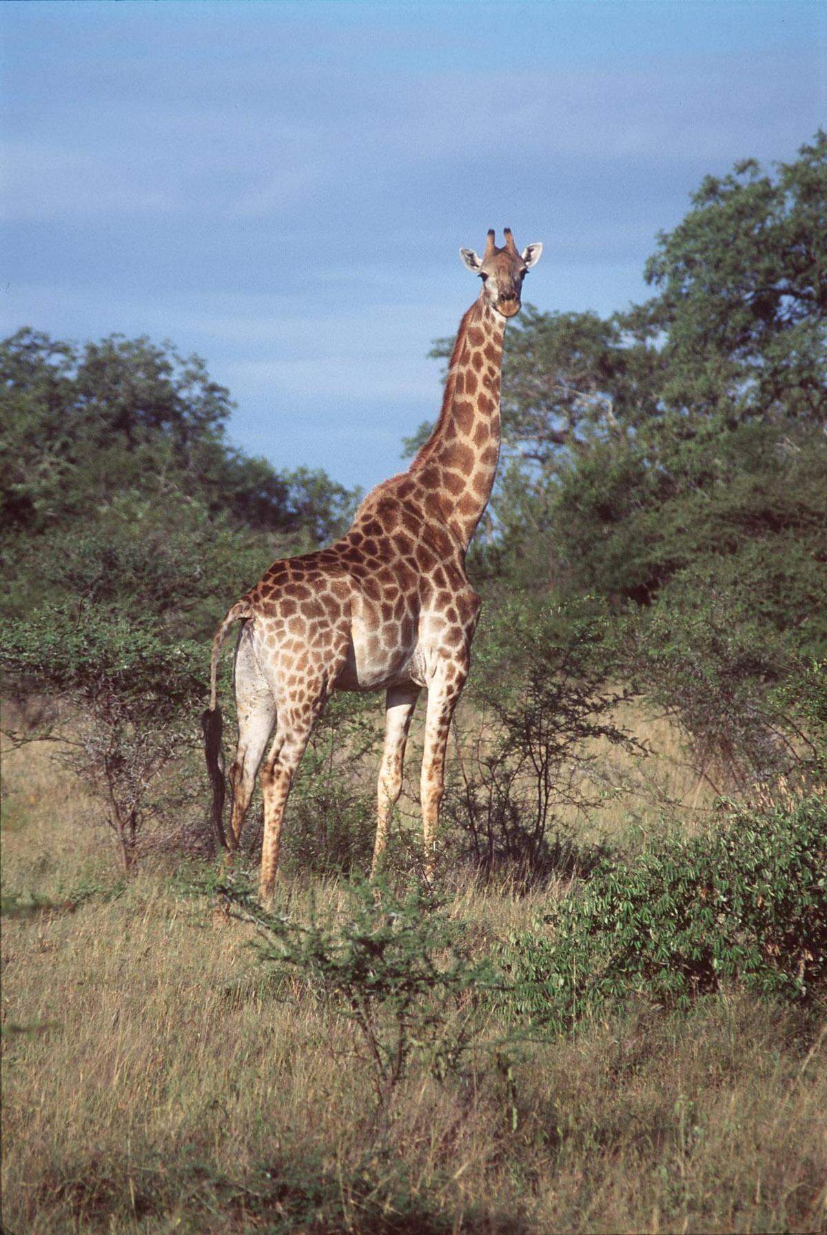 Sabi Sabi, South Africa -- A stately giraffe geeding on high-up branches /travel/ Jay Clarke Herald Staff