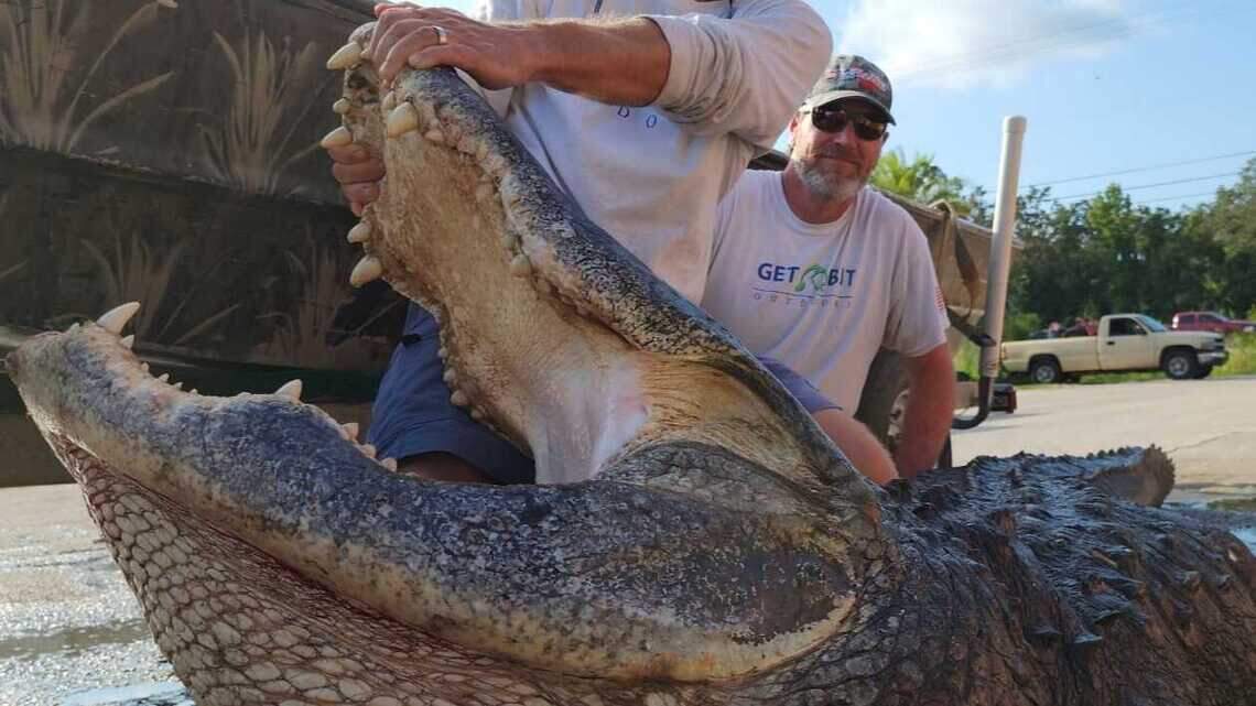 Captura histórica de monstruoso caimán en un lago de Florida donde se bañan niños