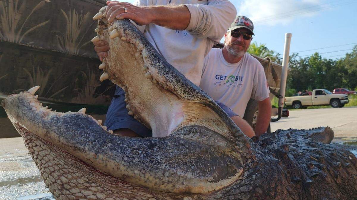 Kevin Brotz, director de  FloridaGatorHunting.com, junto con su amigo y el segundo caimán gigante más pesado registrado, de 13 pies y 3 ¼ pulgadas y con un peso de 920 libras.
