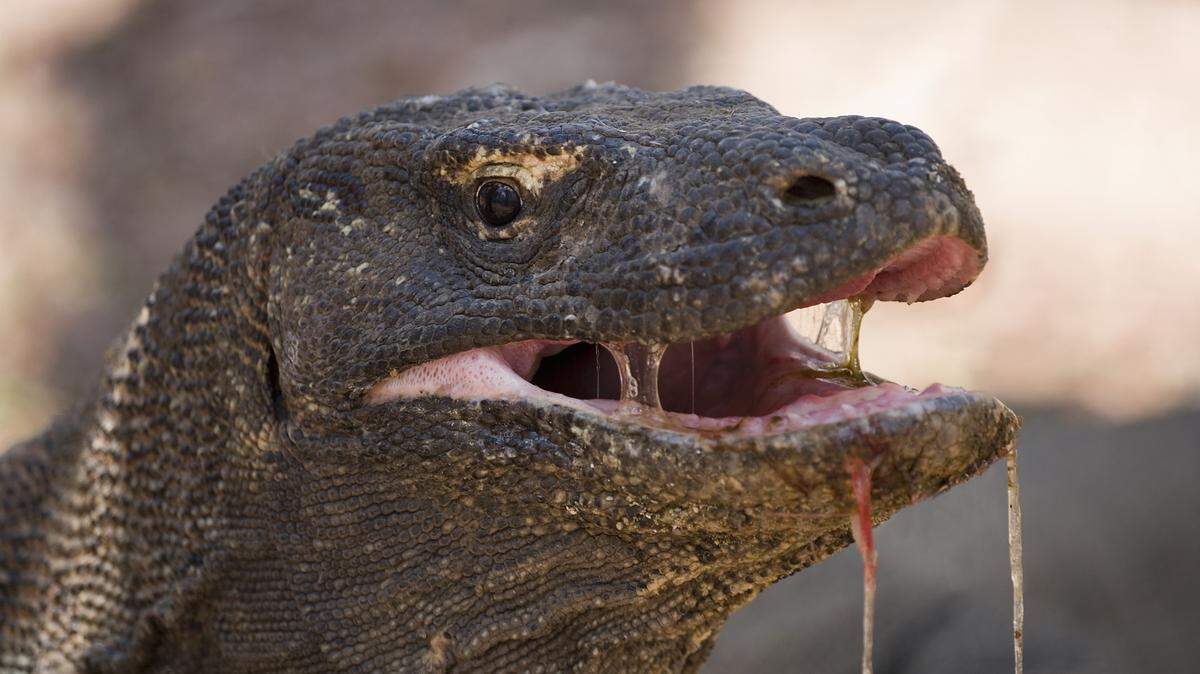 Dragón de Komodo.
