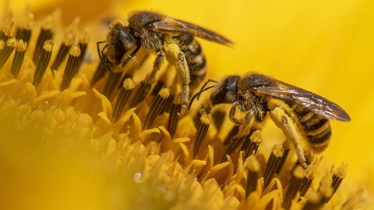 El mecanismo que utilizan las células lo hemos identificado y llamado humming, o como diríamos en castellano “zumbido”; es algo parecido al sonido que generan muchos insectos, como las abejas y las avispas, cuando vuelan y baten sus alas; este zumbido crea un campo electromagnético que hace que estos insectos se localicen entre sí y localicen también el panal.