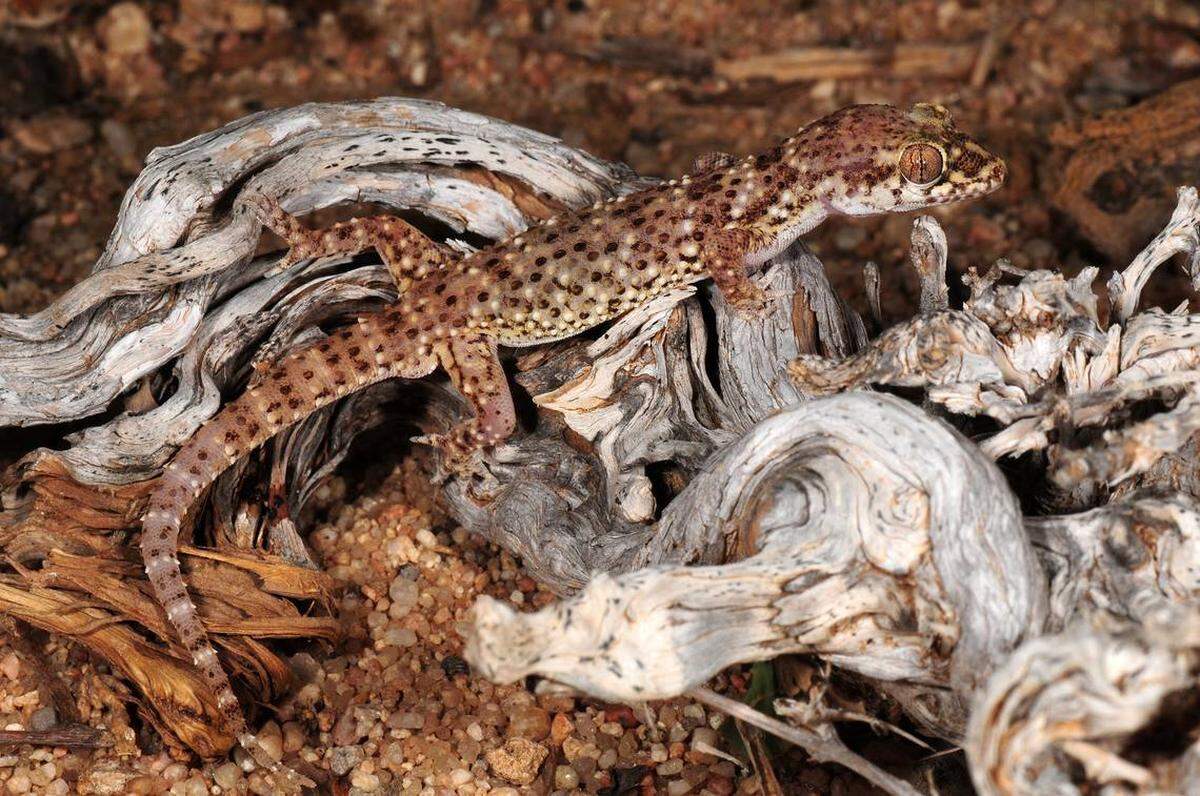 Una hemidactylus gubanensis, o lagartija guban.