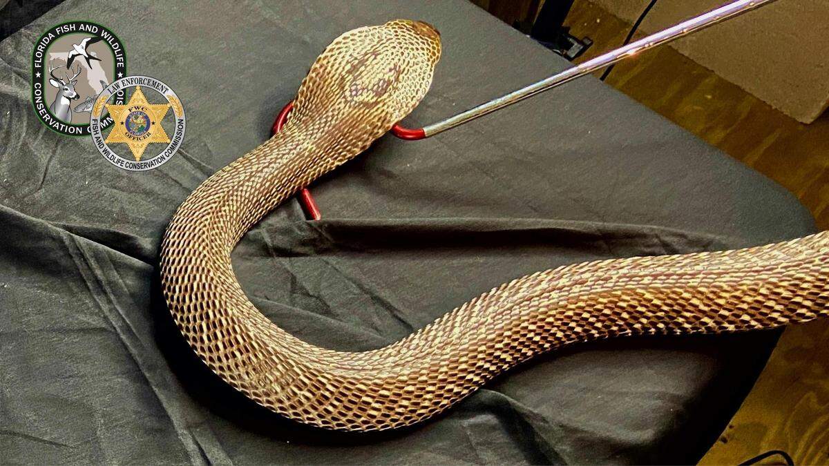 Algunas de esas especies que fueron vendidas o compradas en el mercado negro incluyen mamba verde, víbora de pestañas y varias especies de cobra escupidora.