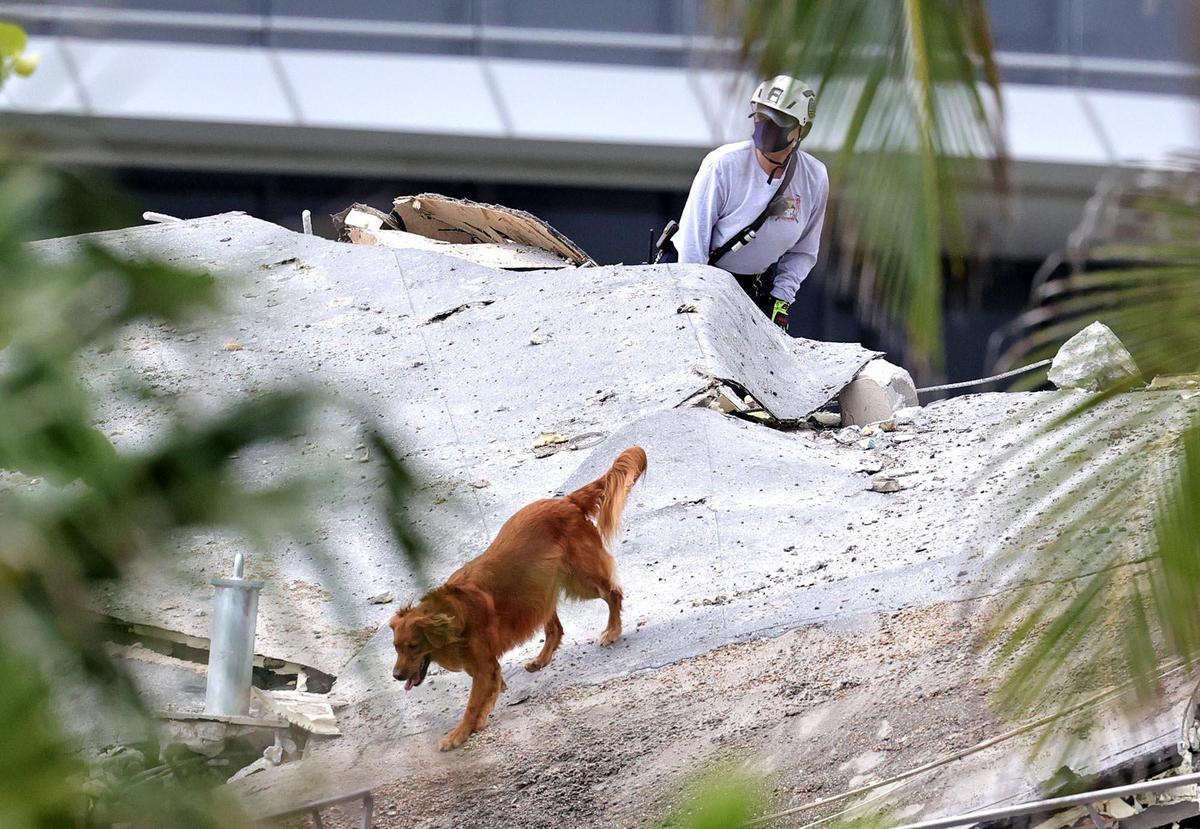 Personal de rescate de bomberos busca con perros entre los escombros en Champlain Towers South Condo en Surfside, ubicado en 8777 Collins Avenue, una parte del cual colapsó temprano en la mañana en Surfside, Florida, el jueves 24 de junio de 2021.