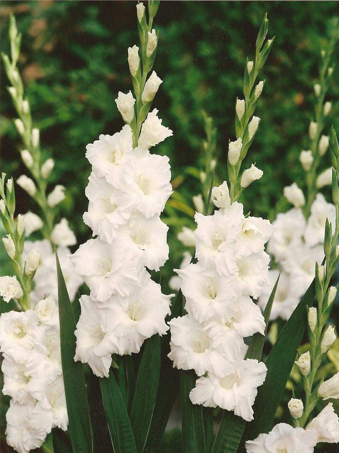 Piscis, en tu hogar coloca flores blancas como lo son las gladiolas y quema incienso de pachuli.