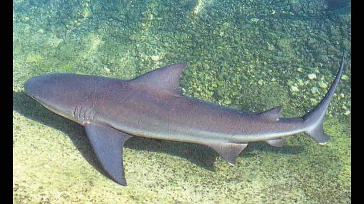 Un hombre le dijo a la policía del Condado Monroe que el tiburón que mordió a su amigo, el lunes, 16 de julio de 2024, en Key West, fue un tiburón toro de unos ocho pies de largo.