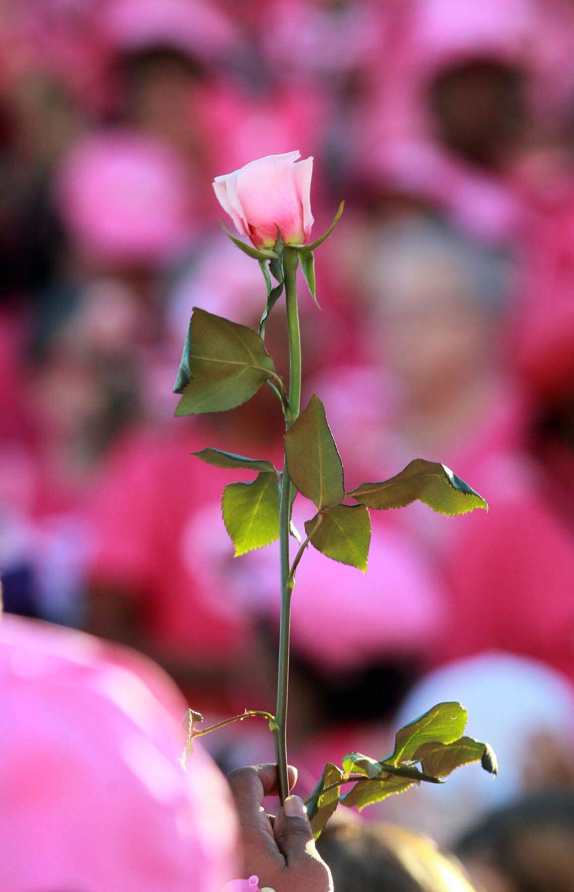 Libra, decora tu habitación con rosas color de rosado para despedir el 2024 y recibir el 2025.