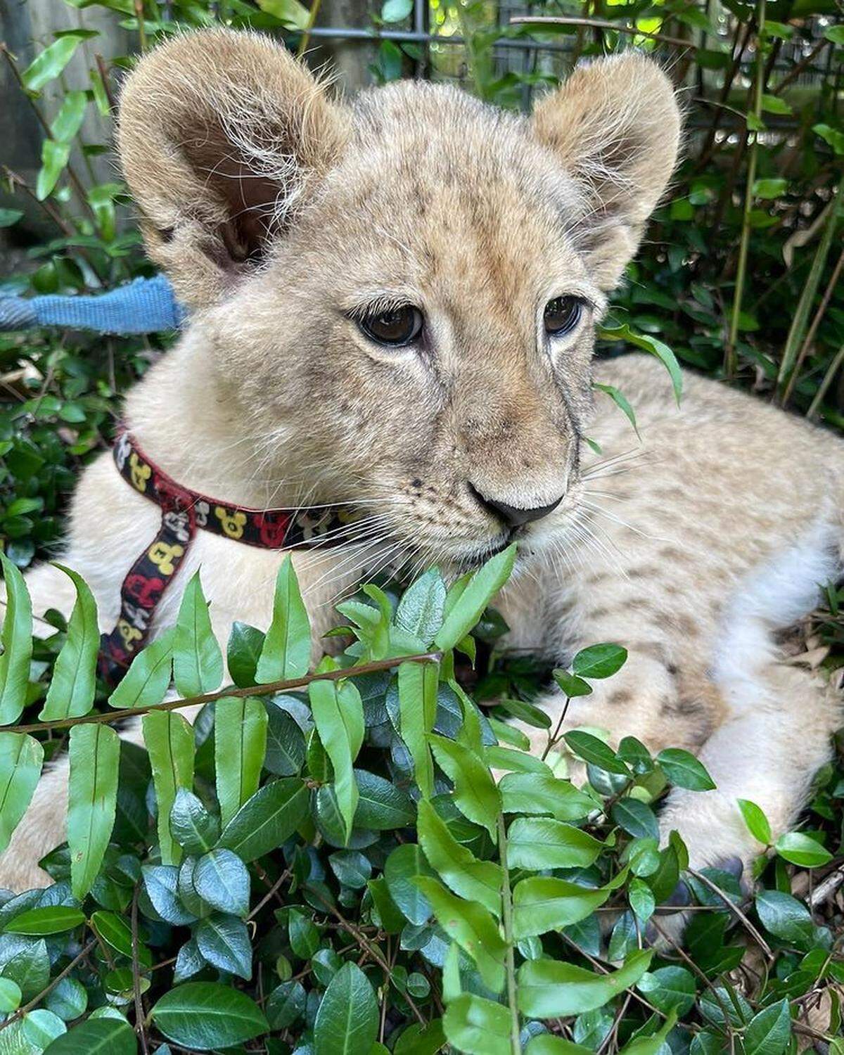 Es el único zoológico en Miami que permite a los niños jugar con los primates e interactuar con otros animales salvajes.