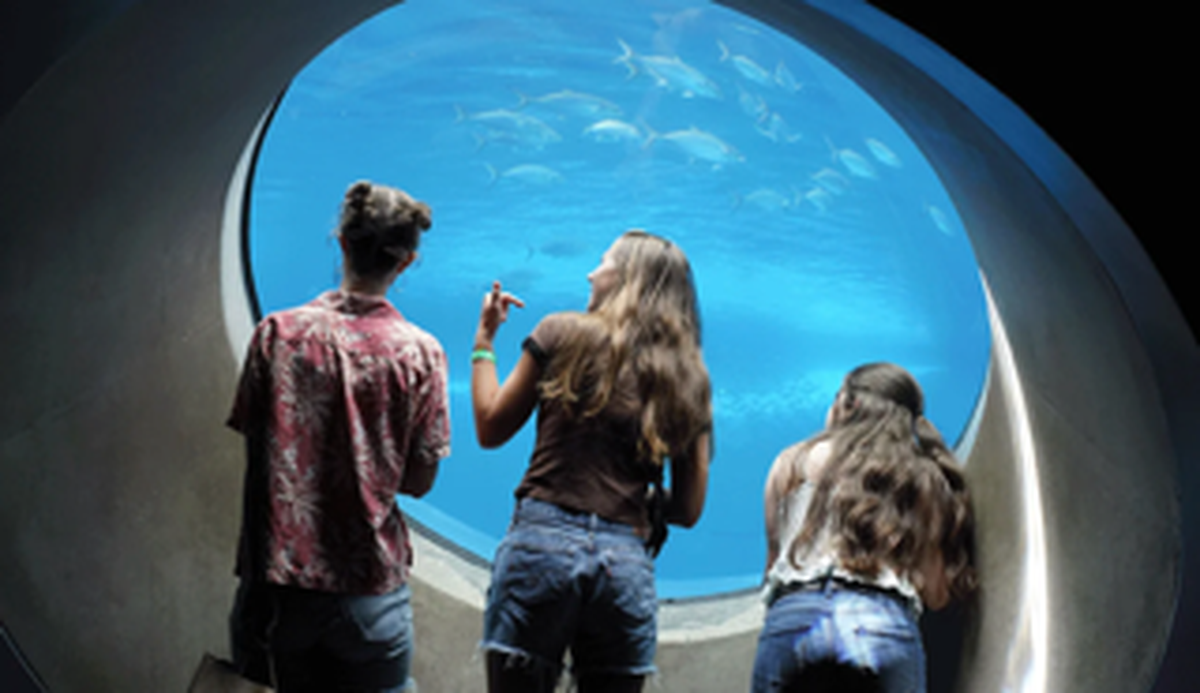 Este fantástico museo cumple cada día con su misión de conectar a personas de todas las edades con la ciencia a través de una serie de inspiradores programas.