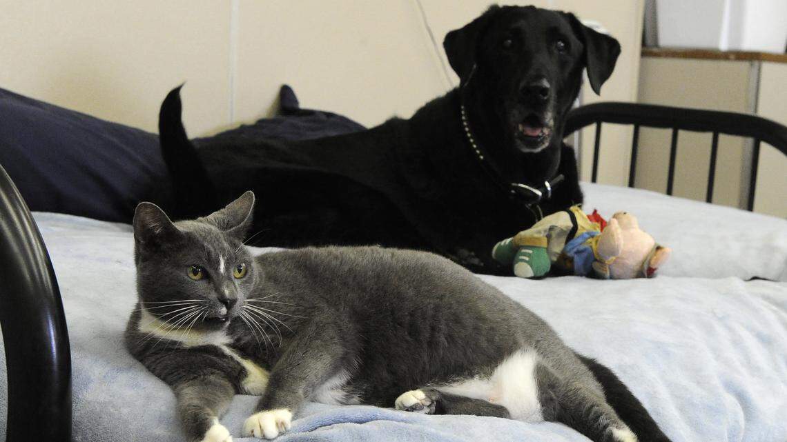 How easily can your pets catch COVID? It happens more often than you think, study says