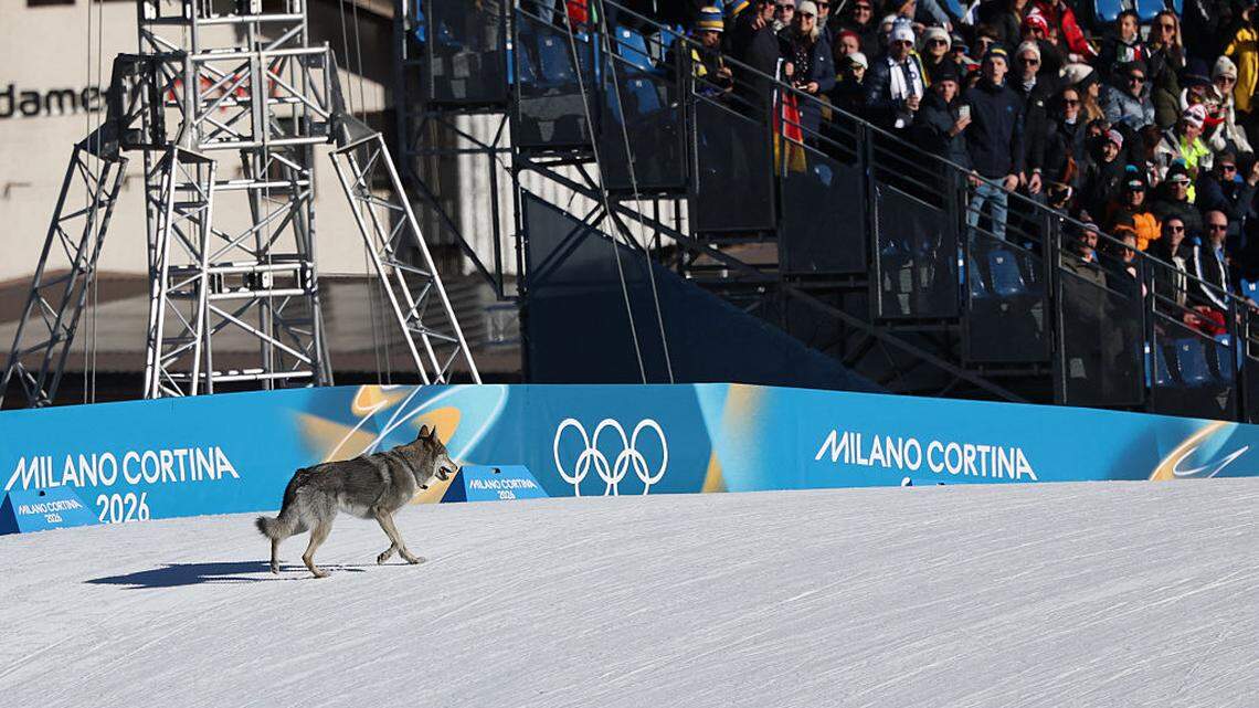 Medalla de oro canina: un perro se cuela en prueba de esquí y cruza la línea de meta con dos competidoras