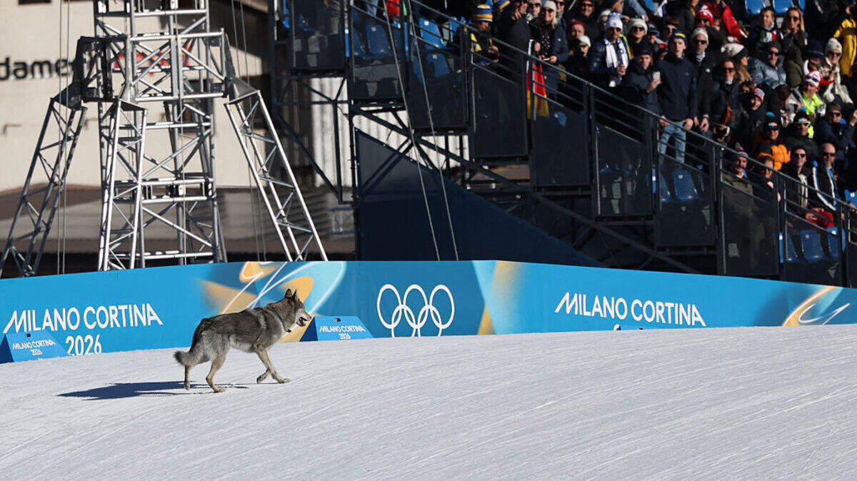 Un perro consiguió burlar las medidas de seguridad y encontró el camino para llegar a la pista donde se estaba disputando la prueba femenina de esprint por equipos de esquí de fondo, este miércoles en los  Juegos Olímpicos de Invierno de Milán-Cortina. 
