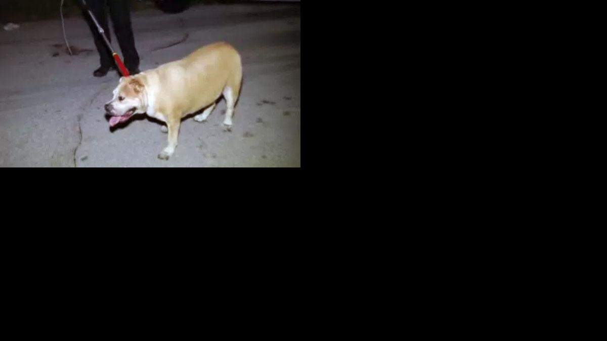 Cuando los agentes de la policía llegaron al lugar, le dispararon con una pistola Taser a uno de los perros para de este modo detener el ataque. Cortesía CBS4