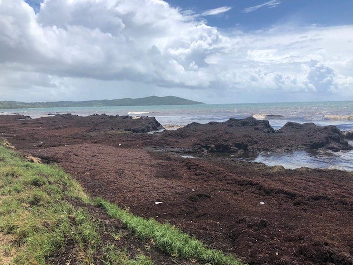La costa de la playa Lucía en Yabucoa llena de sargazo en imágenes de julio de 2019.