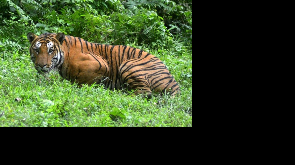 En esta fotografía tomada el 21 de diciembre de 2014, un tigre de Bengala real hace una pausa en un claro de la selva en el Parque Nacional de Kaziranga, algunos 280kms al este de Guwahati. India, hogar de la mayoría de los tigres salvajes en el mundo, el 20 de enero 2015 reportó un aumento del 30 por ciento en el número de los animales. El censo de 2226 encontró tigres en la India en 2014, en comparación con 1.706 en 2010, las autoridades de Nueva Delhi anunciaron.
