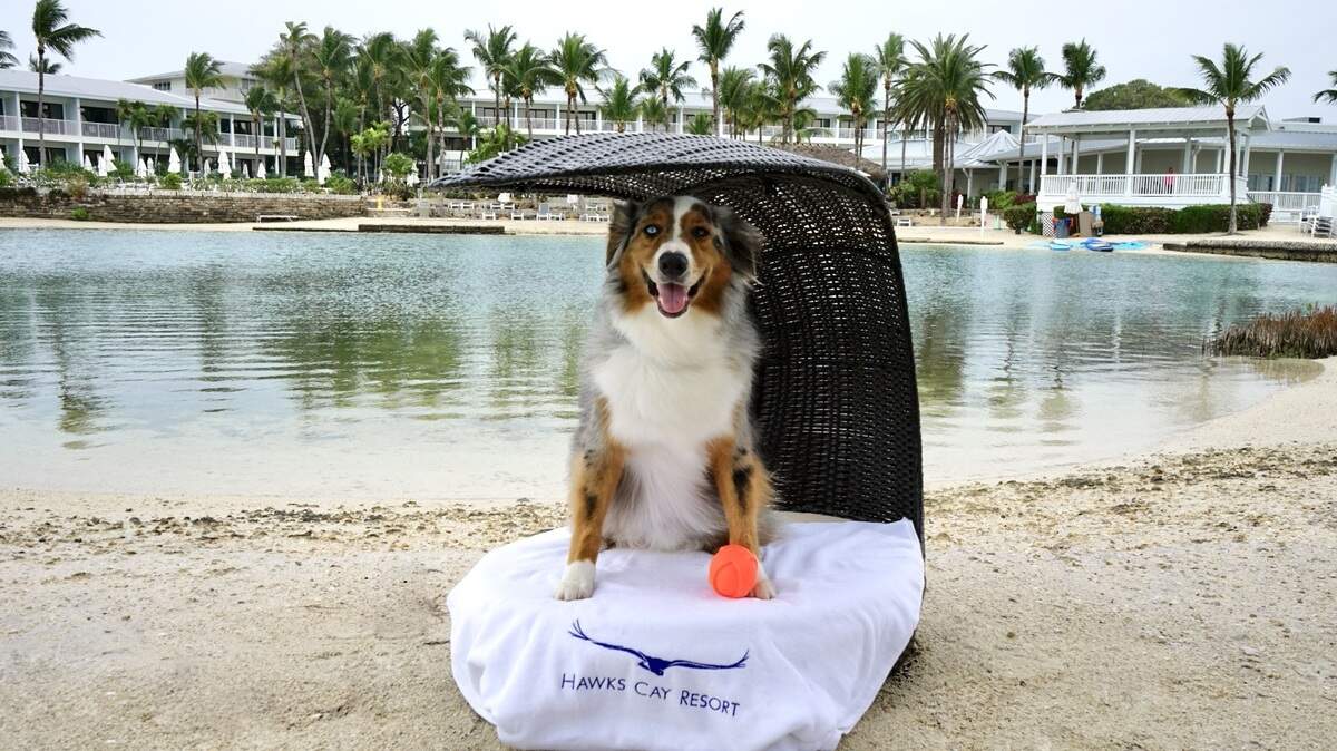 La icónica hospedería en Duck Key comenzó el programa Vacay Pup para recibir perritos a inicios de 2024.