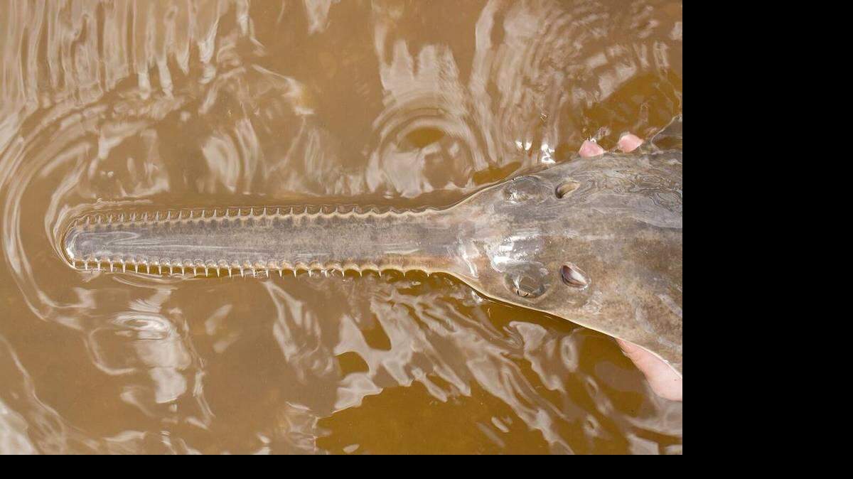 Los peces sierra de diente pequeño, una de las cinco especies de esta familia, se encuentran principalmente en áreas del sur de Florida, como Caloosahatchee y Peace Rivers.