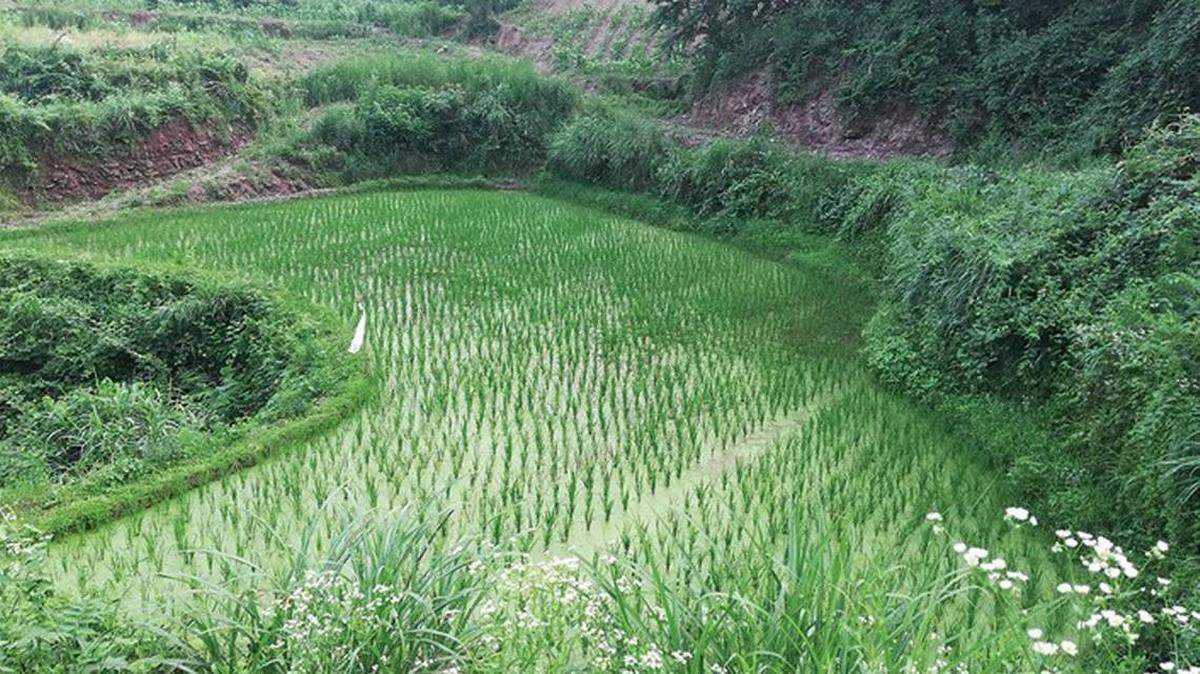 Científicos. hallan criaturas parecidas a un ‘cocodrilo’ en un campo de arroz en China. Es una nueva especie.