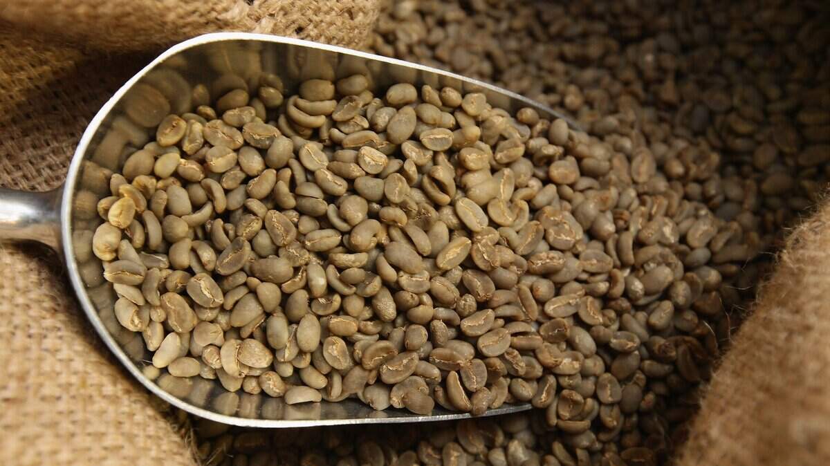 Granos de café crudos importados de Brasil. El arancel adicional que Estados Unidos anunció el miércoles sobre parte de los productos procedentes de Brasil afectará a exportaciones brasileñas por cerca de 11.200 millones de dólares, según cálculos divulgados este jueves por la Cámara Americana de Comercio para Brasil (Amcham Brasil).