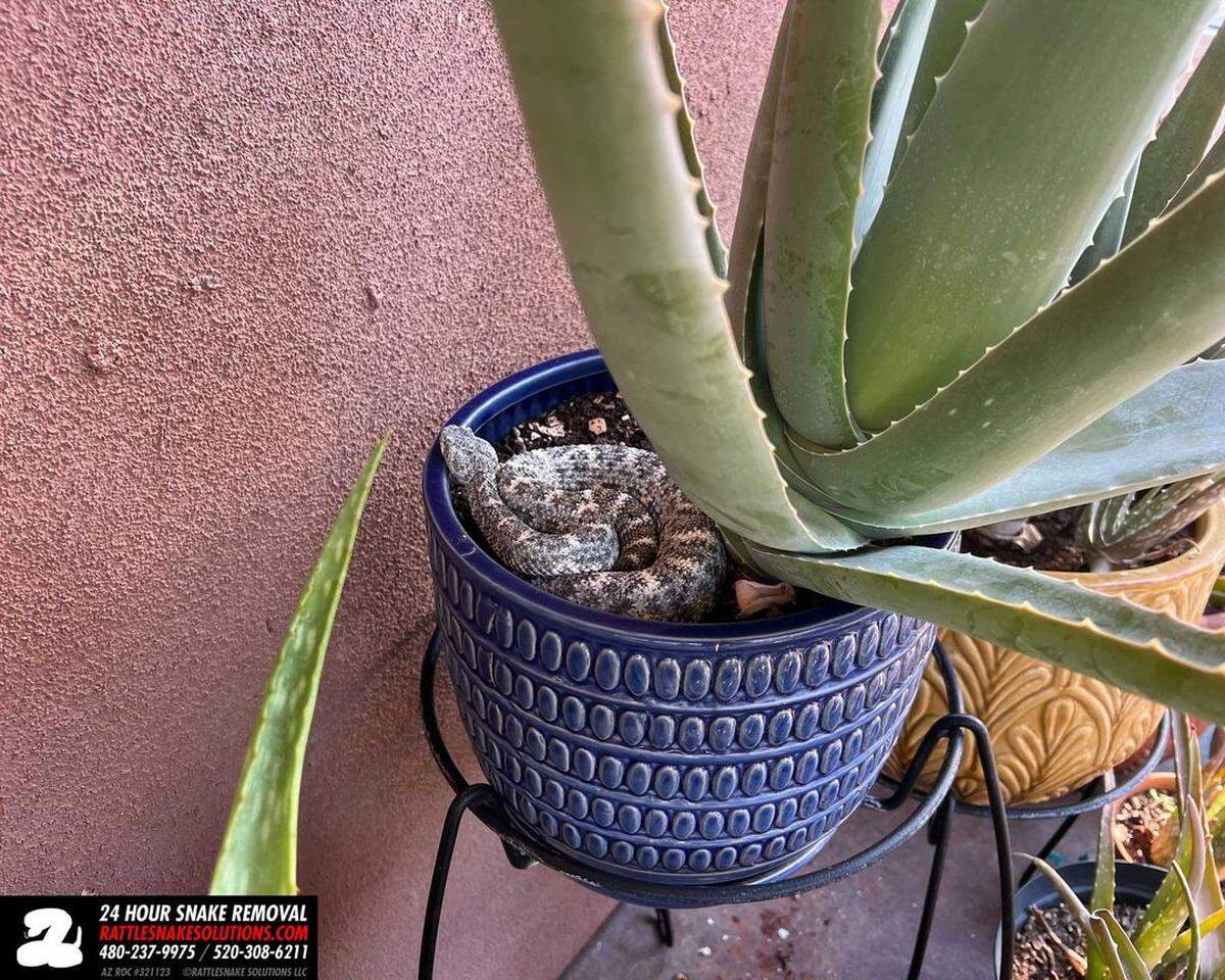 Si hay algo peor que encontrar una serpiente de cascabel en el porche de la casa, es no verla, sino sentirla cerca.