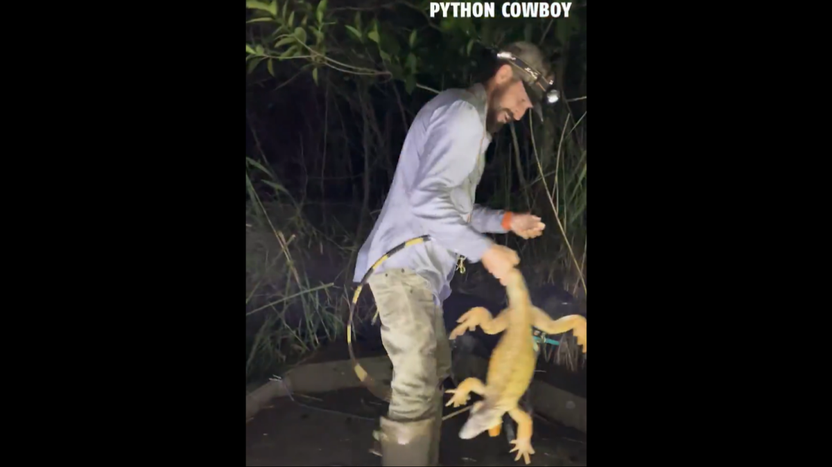 Esta iguana invasora de 4 pies fue capturada después de saltar a un bote lleno de cazadores de Florida, muestra un video. Captura de pantalla del video de Python Cowboy.