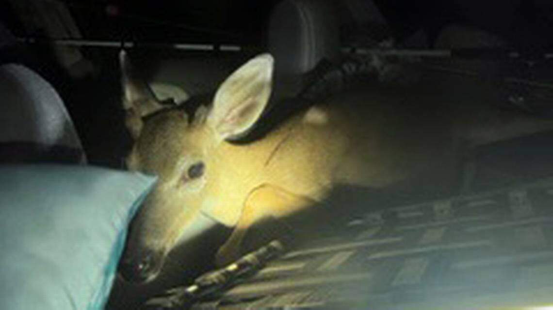 Arrestan a dos hombres de Miami tras encontrarse un venado herido en el auto en que viajaban