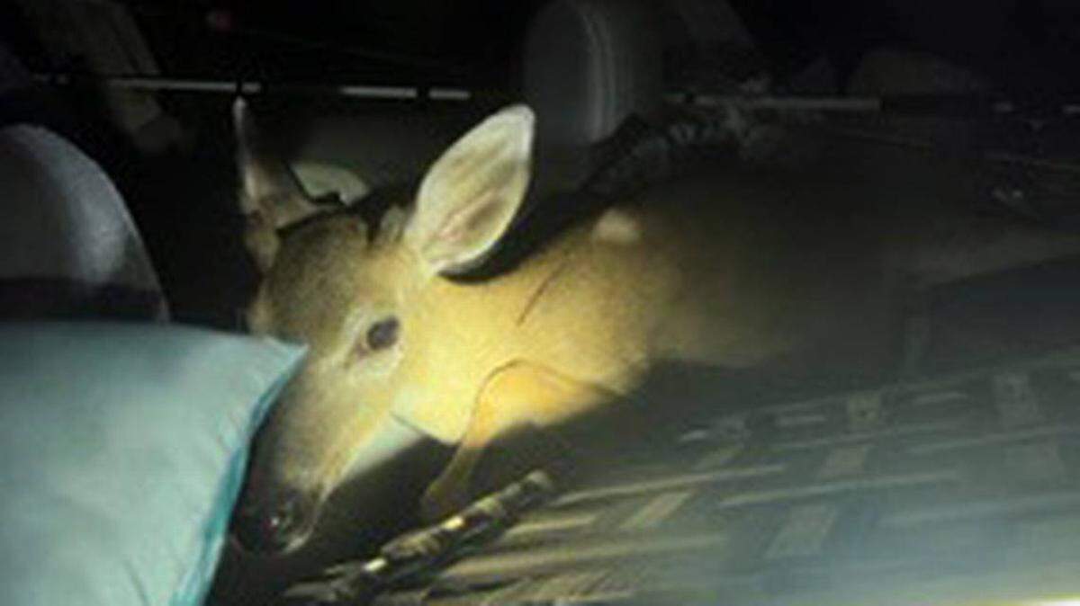 Arrestan a dos hombres de Miami tras encontrarse un venado herido de los Cayos en el auto en que viajaban. El incidente se reportó en Marathon el domingo 24 de julio de 2022.