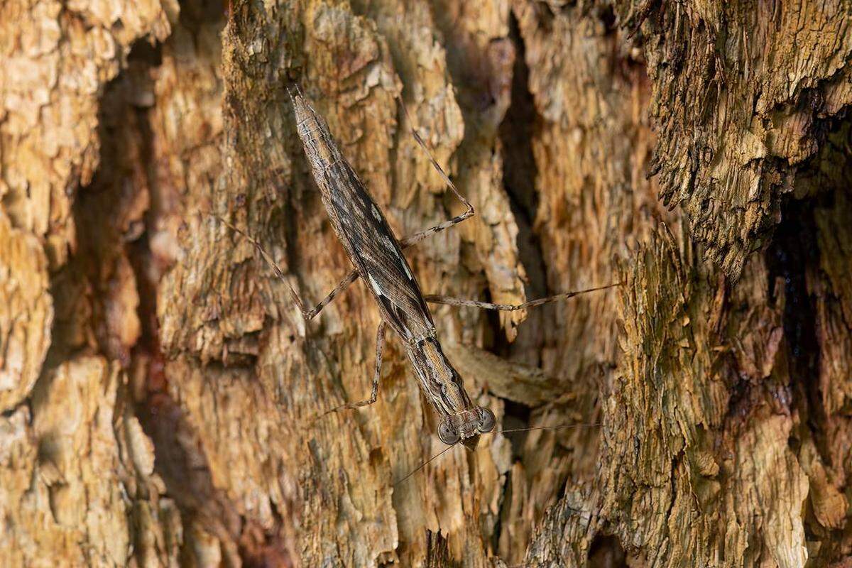 Una Ima corymbia, o mantis columna en un árbol.