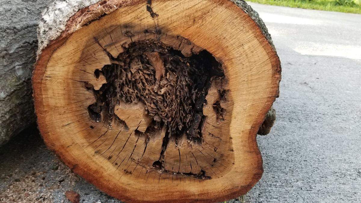 Los árboles que han sido afectados por las termitas su estructura interna podría estar debilitada, lo que los hace más vulnerables a los daños causados ​​por los huracanes.