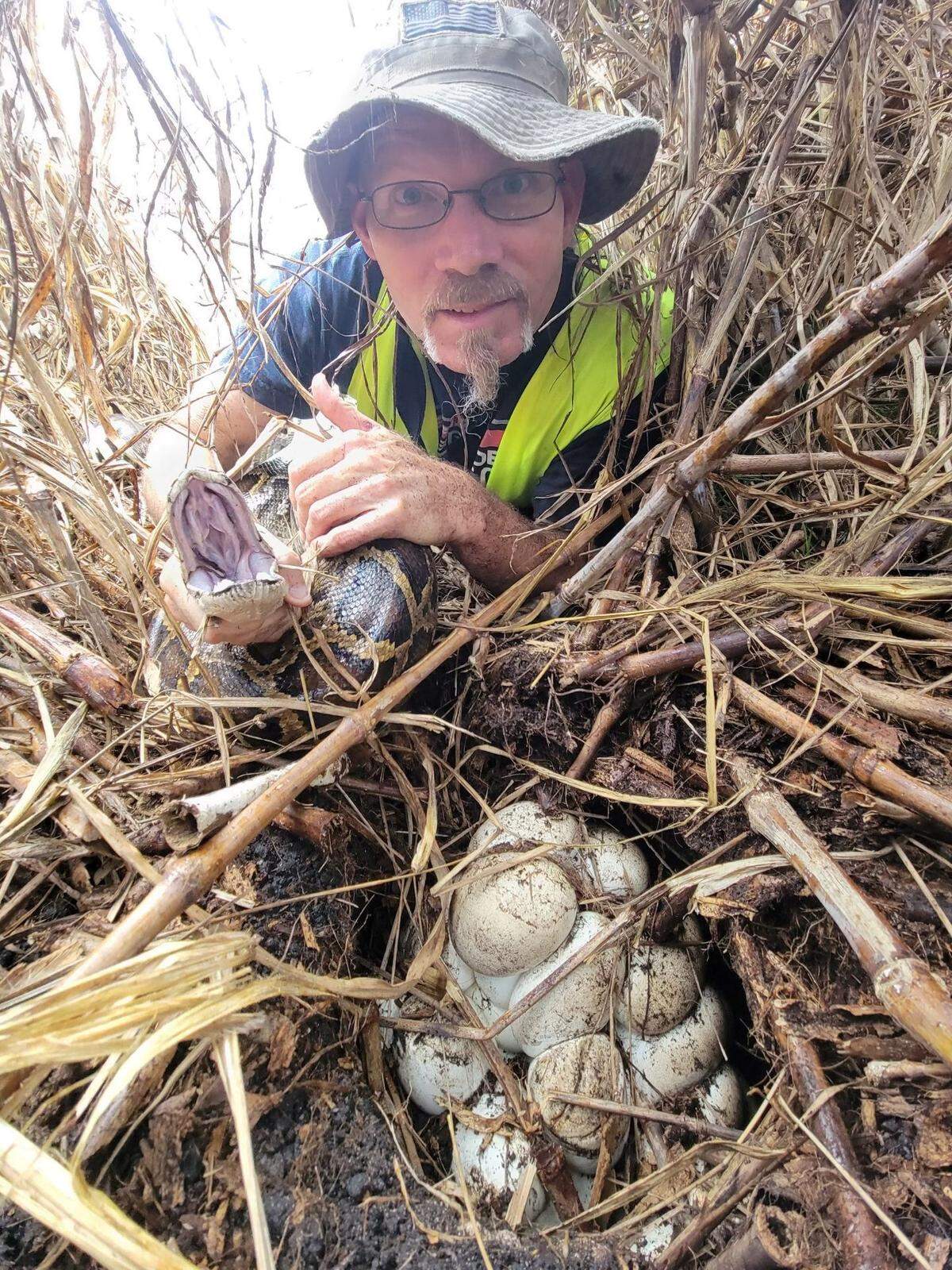 Anthony Flanagan, cazador de pitones contratado por el SFWMD para el Programa de Eliminación de Pitones, sostiene una pitón birmana al lado de un nido de huevos que descubrió junto al reptil.