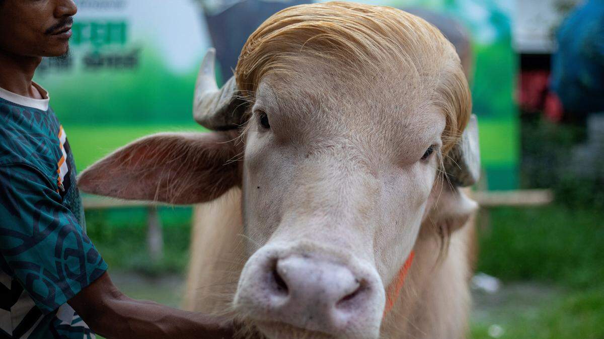 Esta fotografía tomada el 17 de mayo de 2026 muestra a un cuidador atendiendo a un búfalo albino apodado “Donald Trump”, puesto a la venta antes del Eid al-Adha en una granja ganadera de Narayanganj.