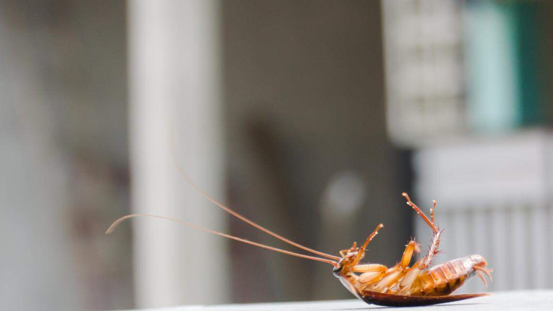 Roaches, old olives, filth, chemicals by food at Wichita restaurants, motel