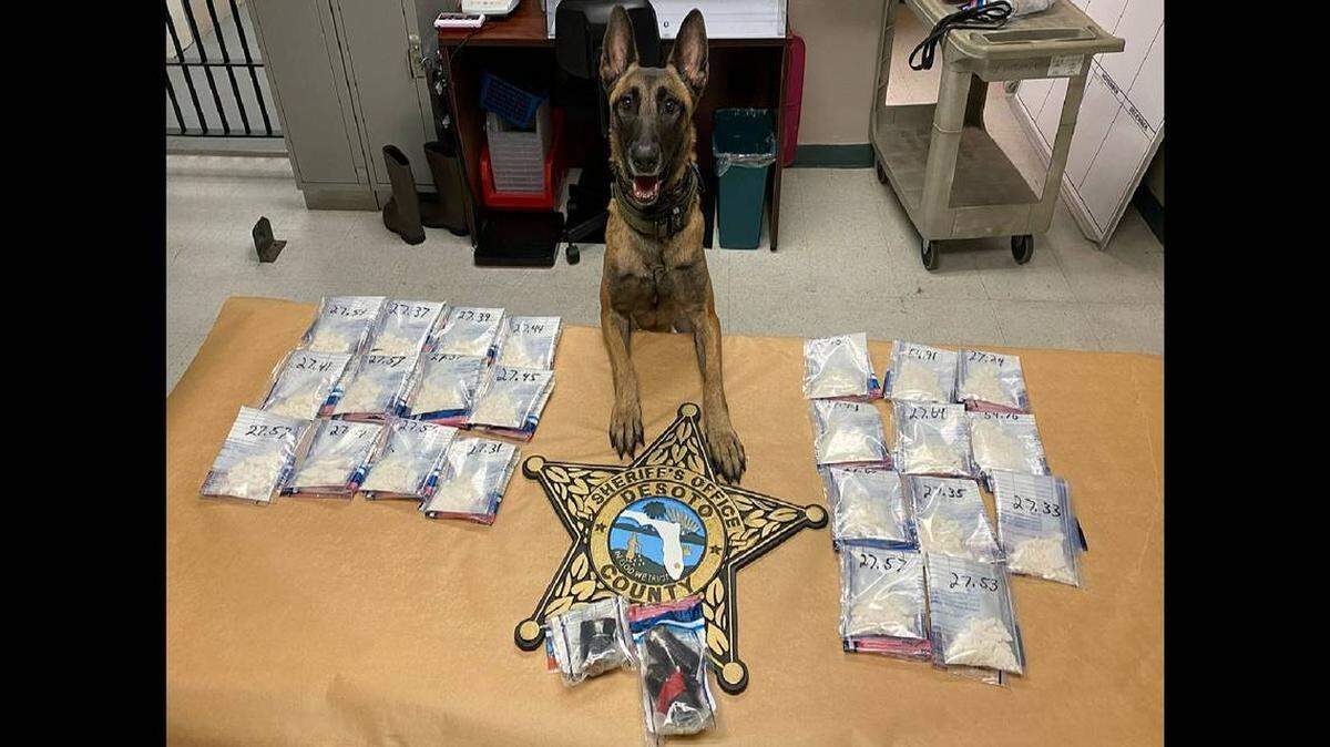 Un perro entrenado en descubrir narcóticos se usó para detectar drogas en el auto de una sospechosa en el estacionamiento de una prisión de la Florida. En la foto lo que se encontró.