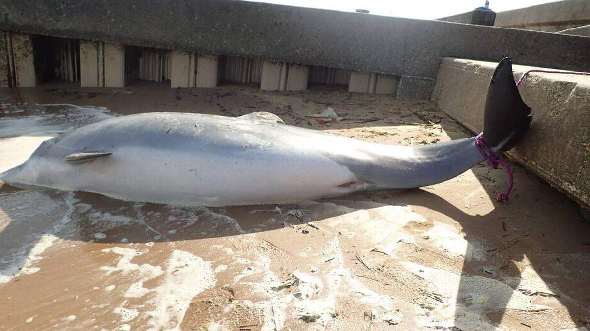 Empleados de Gulfport sacaron muerta a esta delfín hembra embarazada el 20 de abril, después que fue hallada en la playa de Waveland, en Mississippi. La cuerda en su cola fue usada para llevarla a tierra. Se ofrece recompensa de $11,500 a quien identifique al que le disparópo. Instituto de Estudios de Mamíferos Marinos.