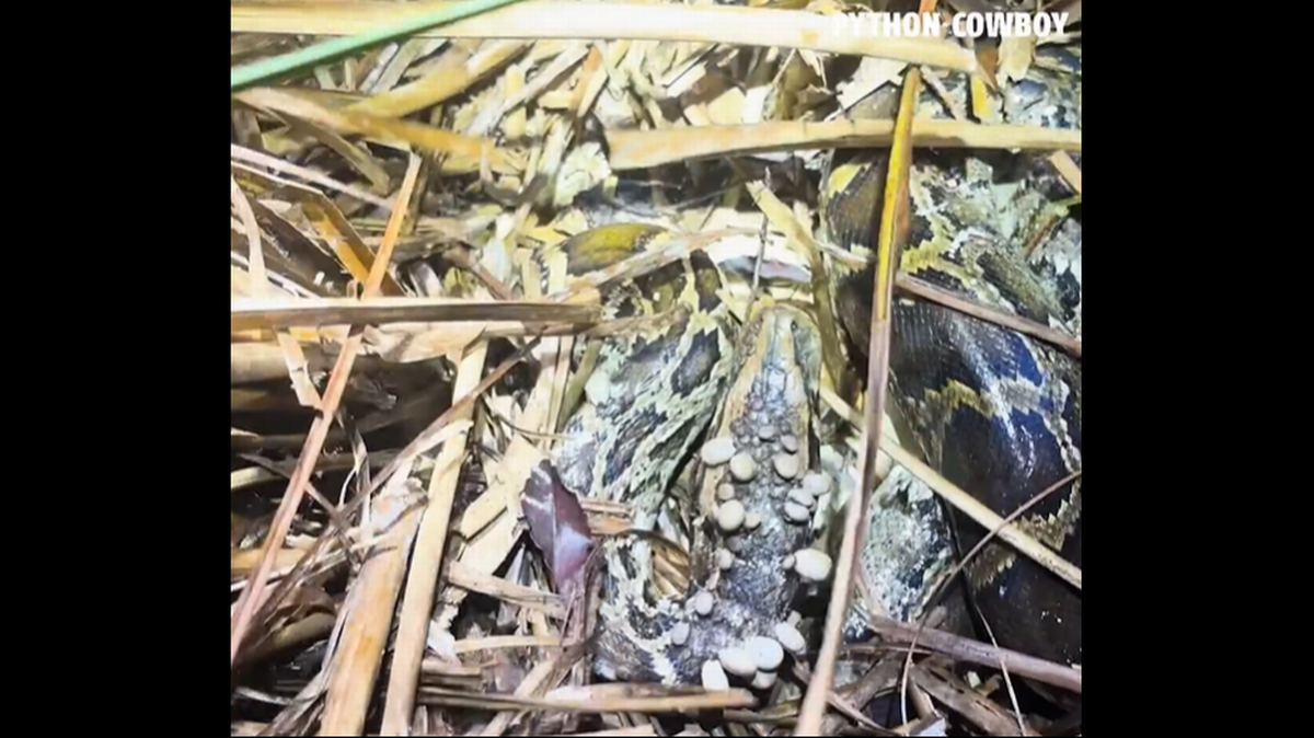 La serpiente fue presa de los parásitos mientras guardaba un nido con 17 huevos, como muestra el video. Captura de pantalla del vídeo de YouTube