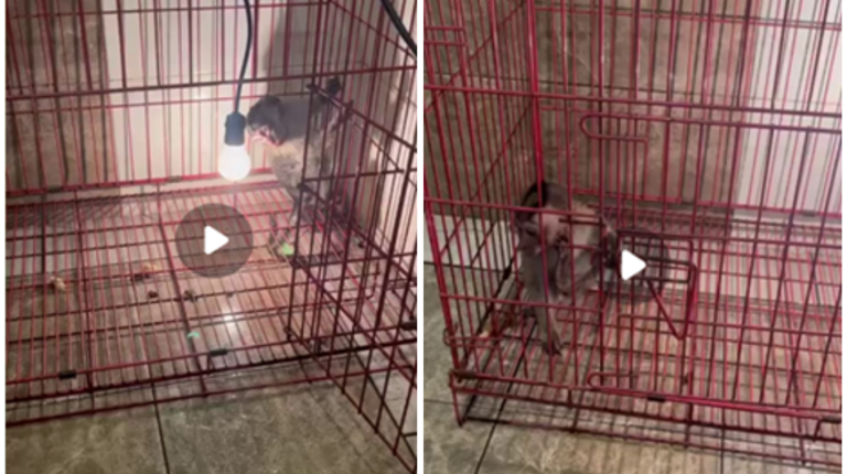 ‘Profundamente perturbador’: acusado distribuía videos de tortura a monos