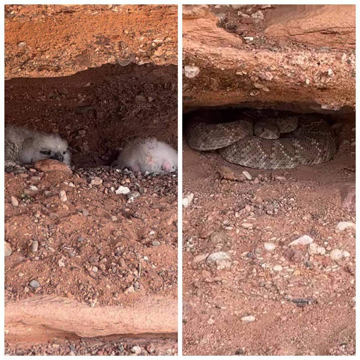 Varios bebés búhos y una serpiente duermen muy cerca uno del otro entre rocas del desierto de Nuevo México.