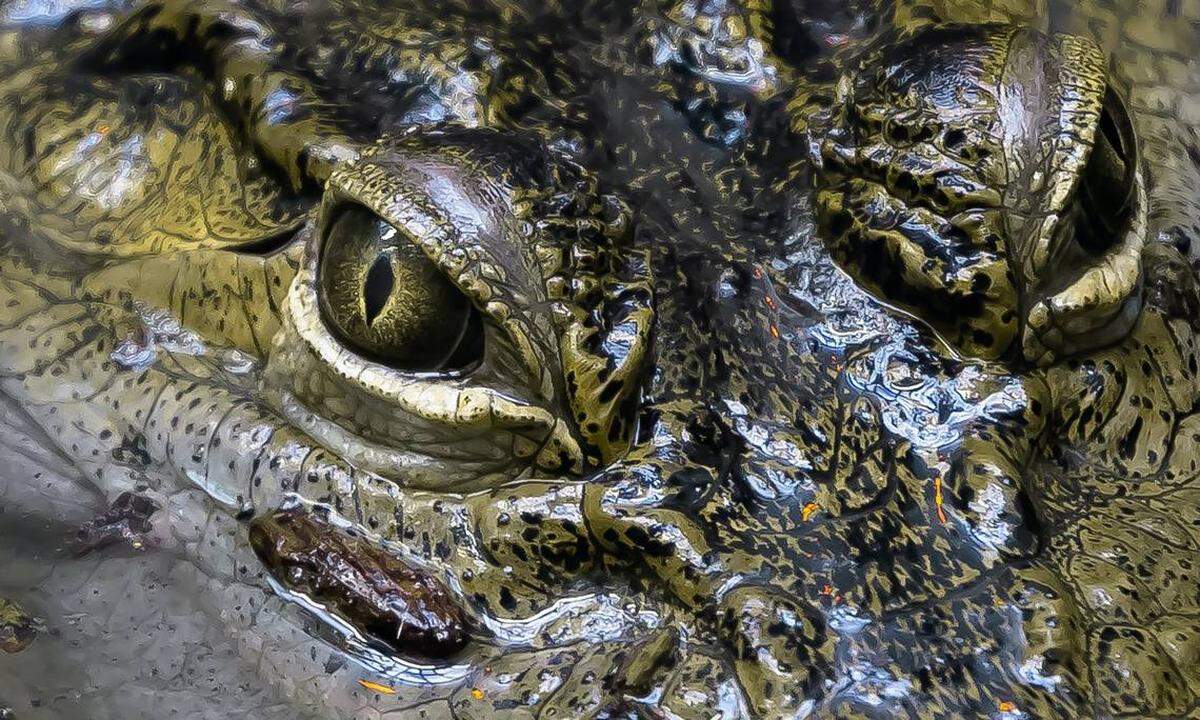 Gigantesco caimán acechaba a una mujer que paseaba con su perro cerca de un lago de la Florida.
