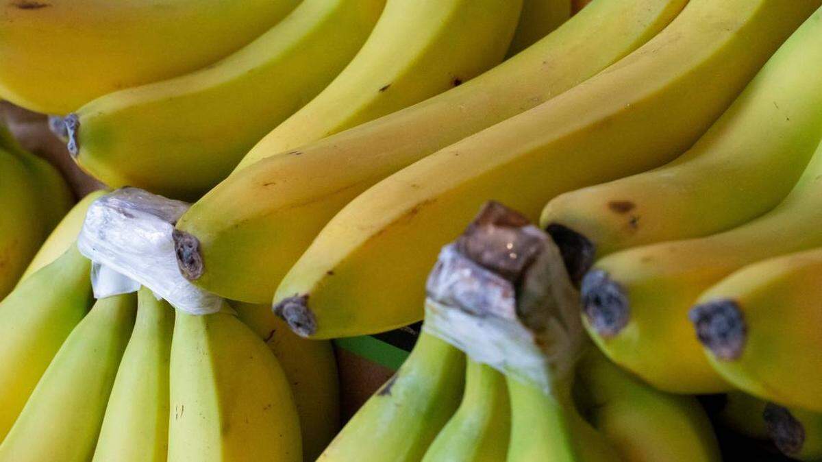 Encuentran a una serpiente venenosa escondida en una caja de bananas. La culebra ojo de gato norteña es oriunda de Ecuador.