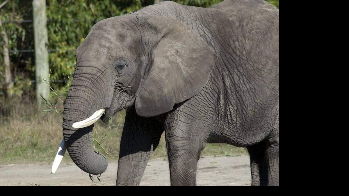 Cita, de 47 años. Cortesía Zoológico de Virginia