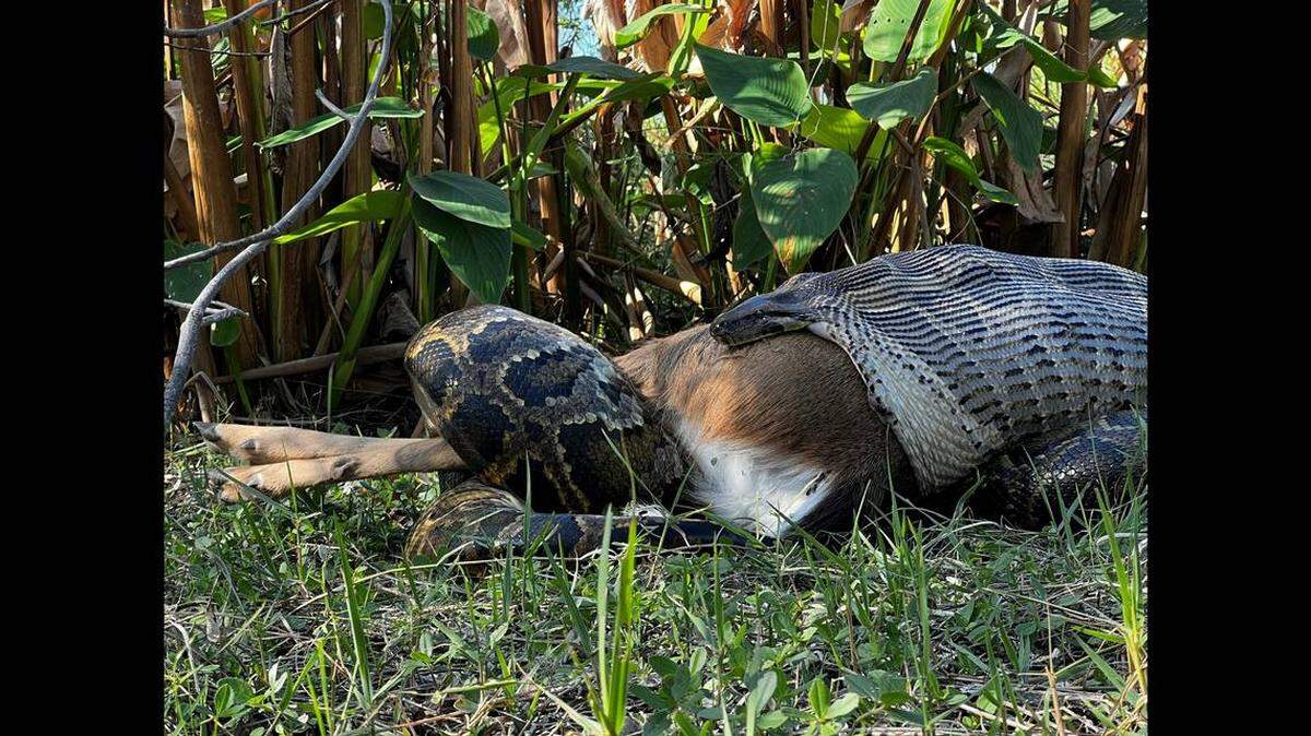 La pitón birmana que se encontró devorando a un venado demuestra que estos depredadores buscan presas más grandes en la Florida.