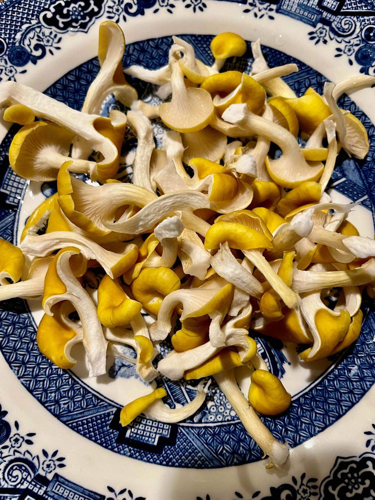 Hongos ostra dorados en un plato, listos para cocinarse en Madison, Wisconsin.