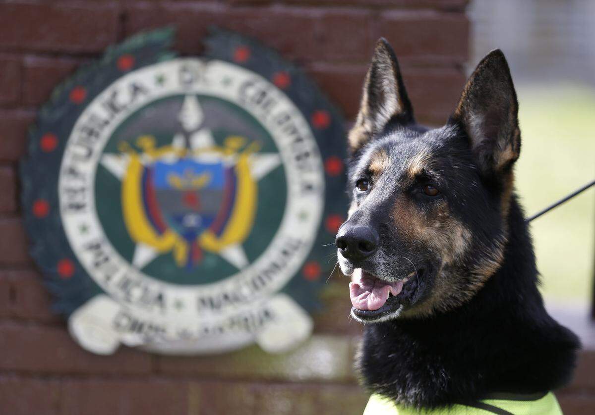 La policía colombiana reveló recientemente que el Clan del Golfo, un cartel que cuenta con su propio ejército guerrillero, ha ofrecido una recompensa de $7,000 dólares a quien mate o capture a la diestra sabuesa, Sombra, una pastor alemán de 6 años.