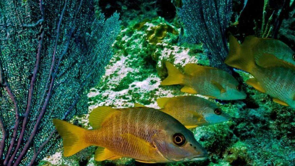 Muere un turista indio en accidente de buceo en los Cayos de Florida