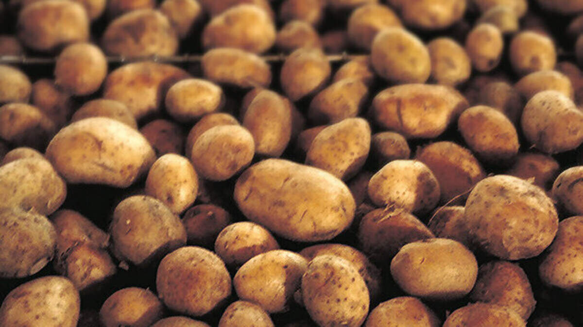 Cuba quiere producir semillas de papas nacionales para lograr la “soberanía alimentaria”.