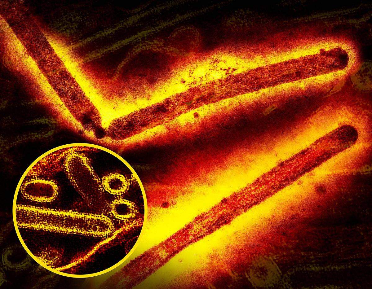 Para que el virus de la gripe aviar se transmita de persona a persona, el primer paso sería, pues, que fuera capaz de unirse eficazmente a los receptores humanos.