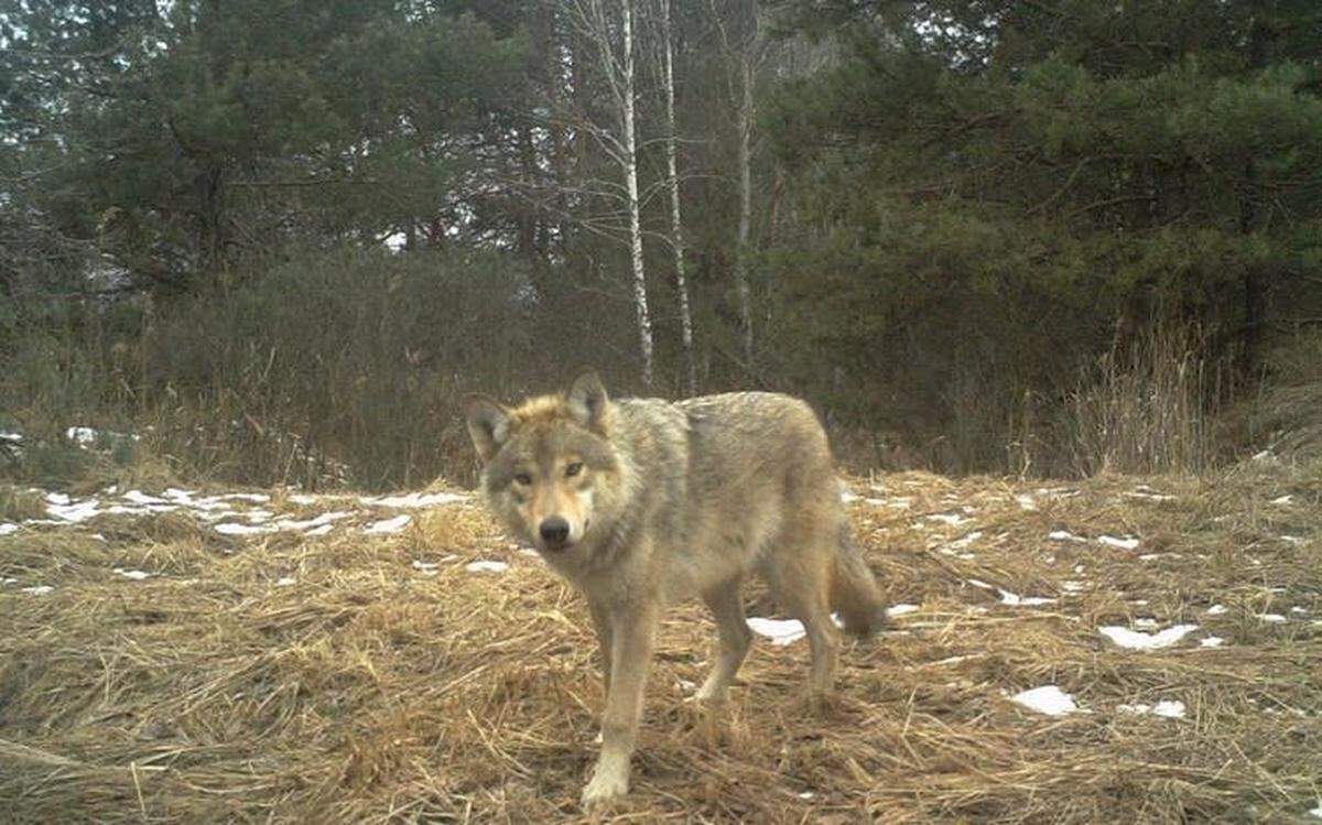 Lobo en la zona de exclusión de Chernóbil, Ucrania. 2015.