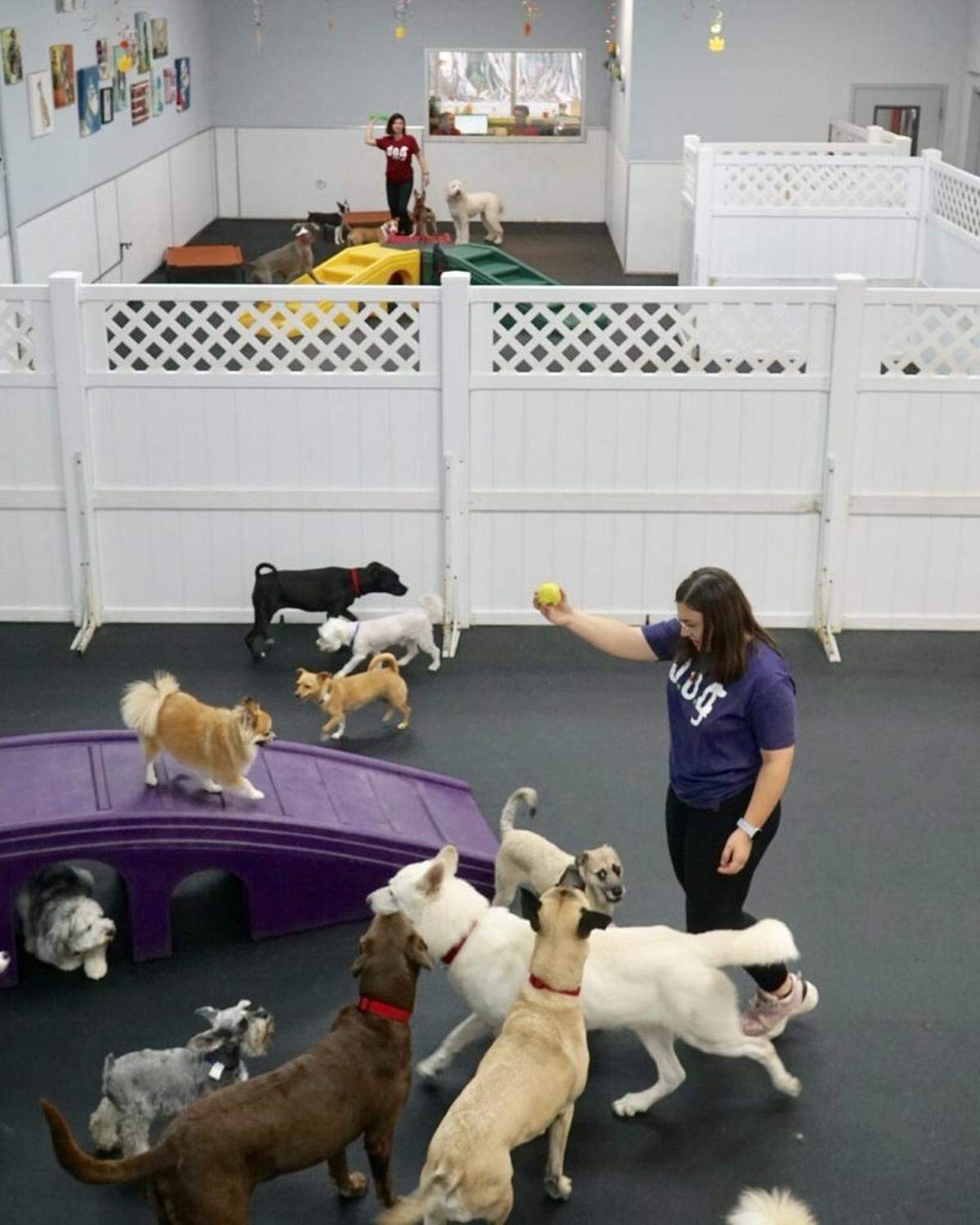 La popular cervecería de inspiración latina Wynwood Veza Sur Brewing Co.  junto con el hotel para perros D.O.G. y el Servicio de Animales de Miami (Miami Animal Services) ha preparado un evento de adopción de cachorros el mismo sábado 23 de marzo, de 1 a 5 p.m.