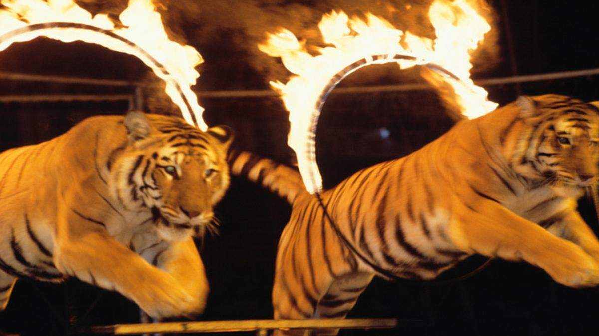 Dos tigres salta por adentro de dos aros prendidos fuego. 