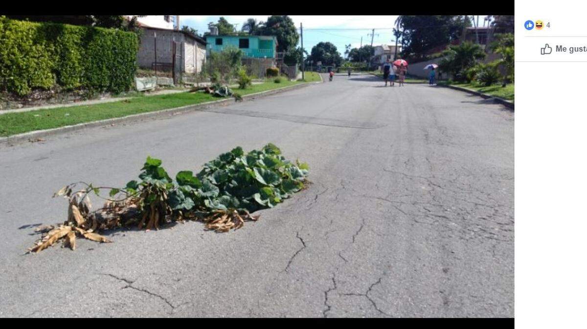 Vecinos en La Habana siembran calabazas en un bache ante la inacción de las autoridades.